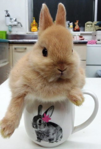 この仔は、人馴れがハンパないです。