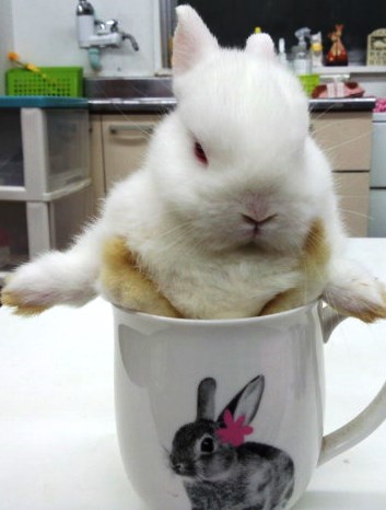 まん丸になりそうな予感がします。