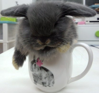 さっそくコップの中でウンチをポロッとしてました。