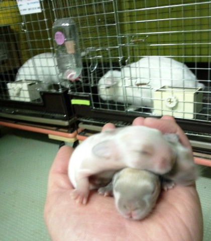 後ろお二人産んでおくれ(笑)