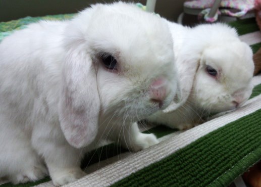 ブルーアイが看板なのにゼロは・・・