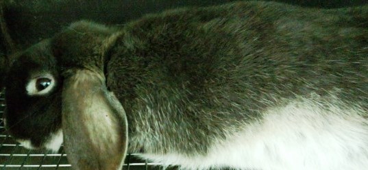 今日交配しました。