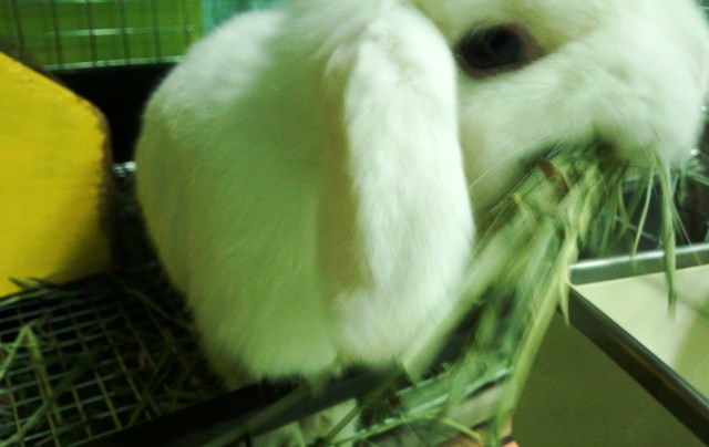 パパゴッチなので、なんとか成功して欲しいもんです。