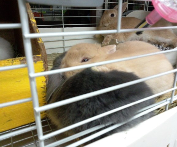 後ろのパリスは育児疲れかな(笑)こっちも眠いって言うの(笑)