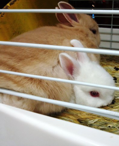 ガンバレ(笑)ルビーアイ(笑)