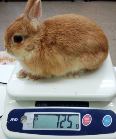 店名ラビットインパクトに、タキオンにディープに、もろアレだな~です(笑)