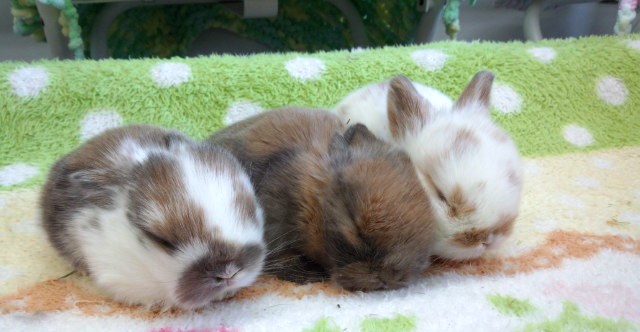 ずっしり感があるの期待してます。