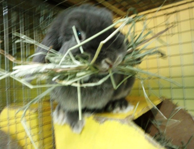 気合は入って見えましたが、気合だけで終わるかもです(笑)