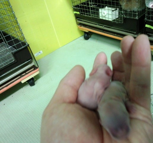 無事に育ってくれるを願うのみです。残すのも検討してます。