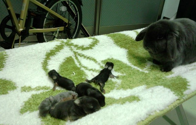 今日の夜も頑張らなければ~