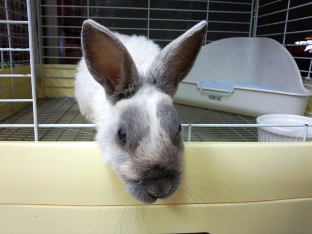 左右対称の柄の入りかもいい感じです。