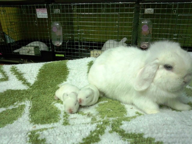 後ろ2人がね~産んでくれればね~