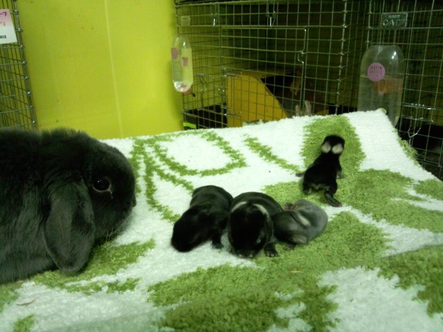 ブルーの仔も心配なんです。