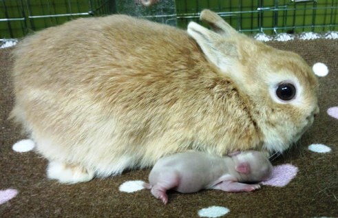 女の仔だったら残すかもしれません。