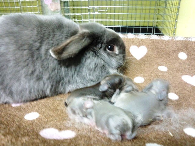 分かりづらくてすみませんです。