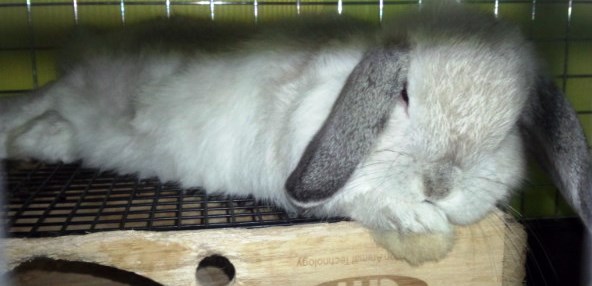 店主は寒いっす(笑)この伸びきって呼吸が荒くなっていたら要注意です!