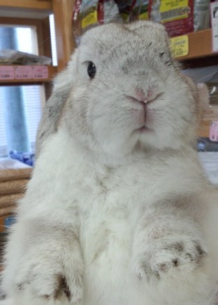 どうやってもっているでしょう?暴れもしないで静止してます。