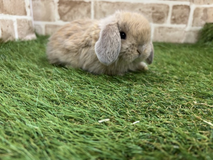 リンクス（2） | うさぎさん 専門店ラビットインパクト