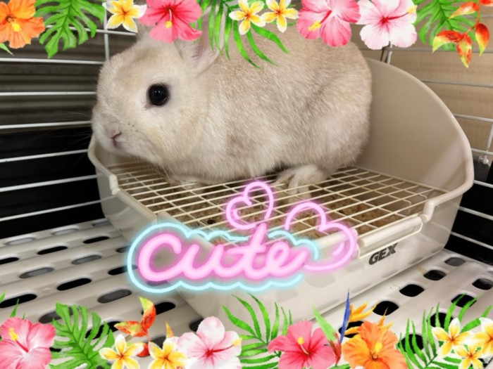 あまり気づきませんが（笑）店頭デビューしました。 | うさぎさん 専門