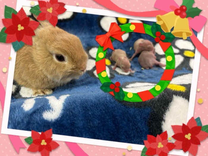 ネザーランドドワーフ（フォーン）のペチカが！3羽出産しました